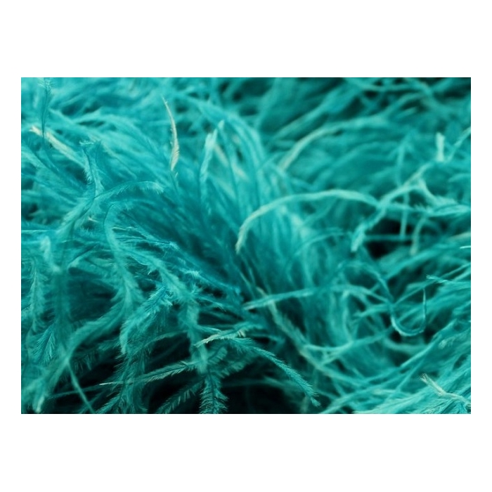 Feather Boa peacock
