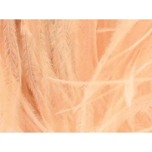 Feather fringes CHR champagney