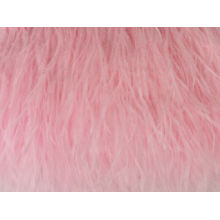Feather Boa carnation