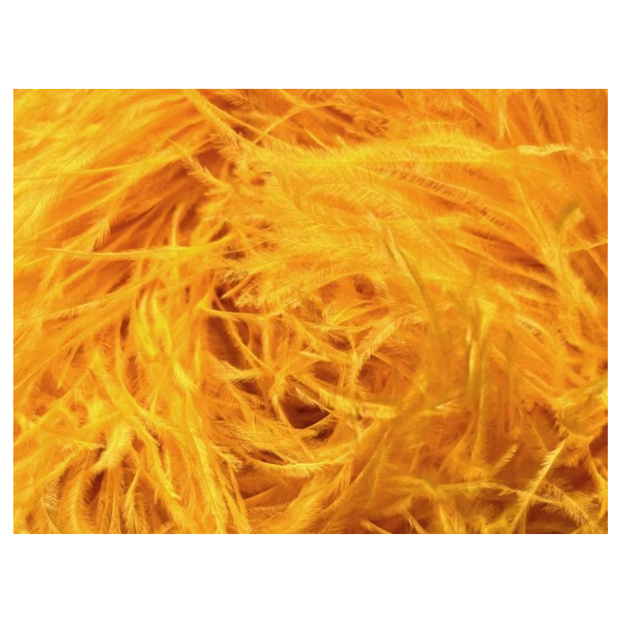 Feather Boa sunrise