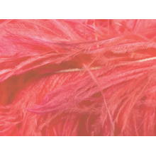 Feather Boa clematis