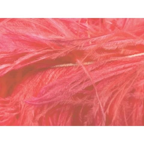 Feather Boa clematis