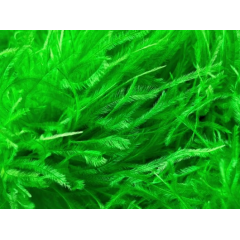 Feather Boa apple green