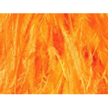 Feather boa mango