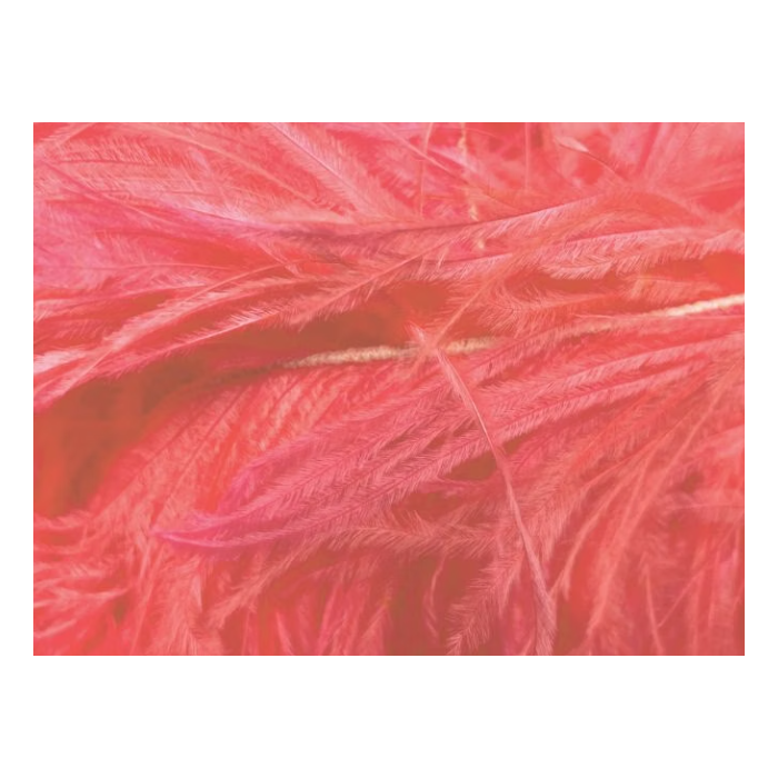 BOA STRUSIE clematis (kopia)